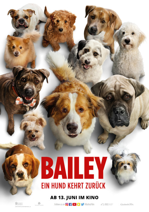 Plakat zum Film: Bailey - Ein Hund kehrt zurück